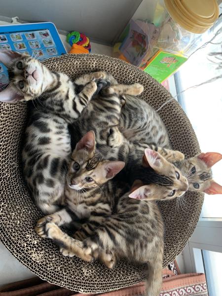 大咪和它的小咪们